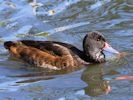 Black-Headed Duck (WWT Slimbridge May 2015) ©Nigel Key